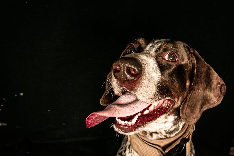 close-up-of-a-joyful-german-shorthaired-pointer-with-tongue-
